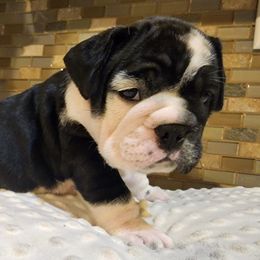 Bulldogs from Mindy's Bulldogs