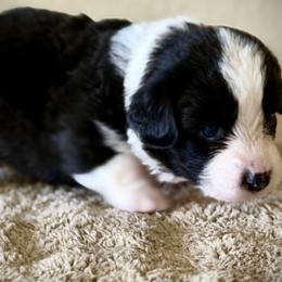 Cardigan Welsh Corgi Puppies from DnD Corgis