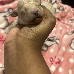 Ralph - Cream male Poodle puppy in Gastonia, North Carolina from Precious pups dynasty kennel