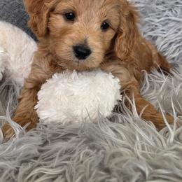 Leo - Apricot male Goldendoodle puppy in Syracuse, Utah from Just Doodling Dogs