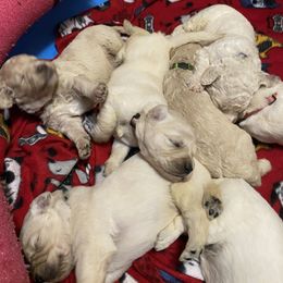 Goldendoodle and Poodle Puppies from Bracha Poodles & Doodles