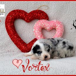 Vortex - Blue merle male Miniature Australian Shepherd puppy in Madisonville, Texas from Flying LL Aussies