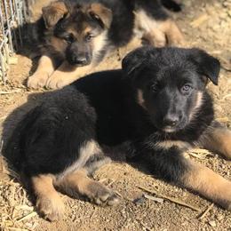 German Shepherd Puppies from Lost Creek German Shepherds LLC