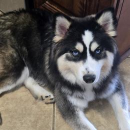 Pomskies from Atencio Pomsky