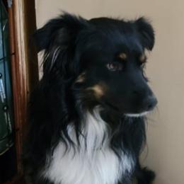 Teddy - Miniature Australian Shepherd