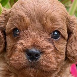 Cavalier King Charles Spaniels and Cavapoos from Primrose Pups