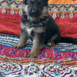 American Leopard Hound, Bluetick Coonhound, and German Shepherd Puppies from Haus Biery German Shepherds, Benchmark Blueticks & Leopard Hounds