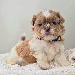 Josie - Cream and white female Shih Tzu puppy in Republic, Missouri from Kolo House Shihtzus