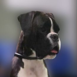 Aspen - Boxer