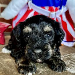 Law - Black male Miniature Schnauzer puppy in Kings Mountain, North Carolina from Behind the Beard Schnauzers