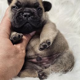 Bran - Fawn male French Bulldog puppy in Overland Park, Kansas from Simply Kind Frenchies