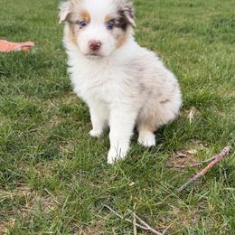 RMM - Red merle male Australian Shepherd puppy in Manchester, Iowa from Lone Willow Aussies