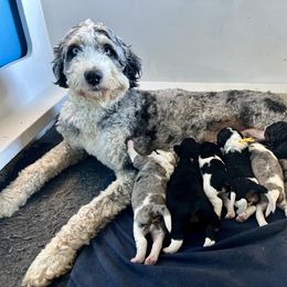 Bernedoodle and Goldendoodle Puppies from Brunsman Country Doodles LLC