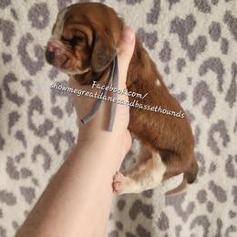 Grey Collar - Mahogany and white female Basset Hound puppy in Alton, Illinois from Show Me Great Danes and Basset Hounds