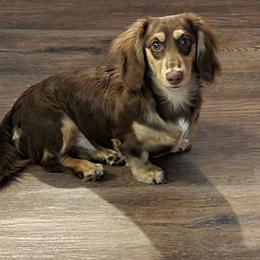 Charlie - Dachshund