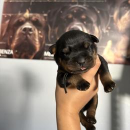 Rottweiler Puppies from Vonbart Rottweilers