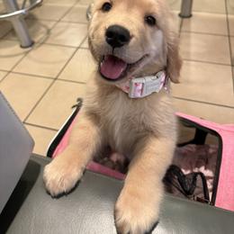Golden Retriever Puppies from Star Raised Goldens