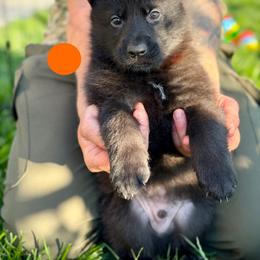 Gwydion-Orange - Black male German Shepherd puppy in Medical Lake, Washington from Nine Realms German Shepherds