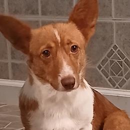Harlow - American Corgi