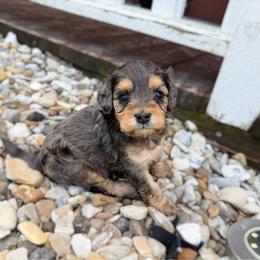 Lola F1b  (choc carrier) - Merle female Cavapoo puppy in Wamego, Kansas from Doodles of Oz