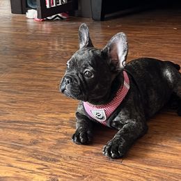 French Bulldog and Pug Puppies from Lyons Heart Pups