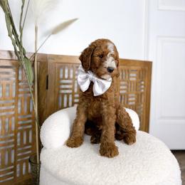Goldendoodle Puppies from Beloved_doodles_WA