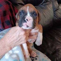 Boy 1 - fawn - Fawn male Boxer puppy in Morriston, Florida from Like The Wind Boxers