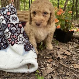 Labradoodle Puppies from Dotsie's Doodles