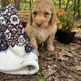 Labradoodle Puppies from Dotsie's Doodles