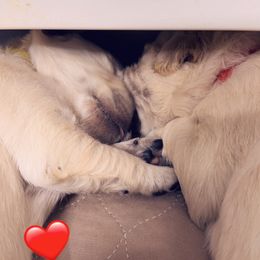 Golden Retriever Puppies from Ruff Life Goldens