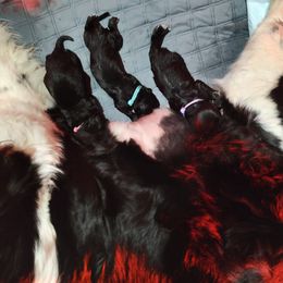 Girl 2 - Newfoundland puppy in Caribou, Maine from Starfire Newfoundlands