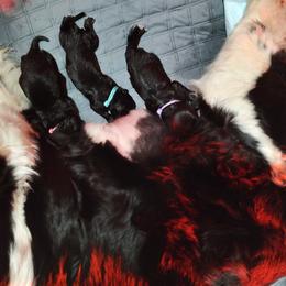 Girl 2 - Newfoundland puppy in Caribou, Maine from Starfire Newfoundlands