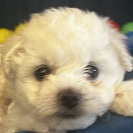 Bichon Frise puppies from Top Shepherd & Bichon Frisé