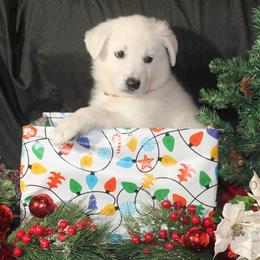 Garnet -Red - White female German Shepherd puppy in Grimes County, Texas from Double H German Shepherds