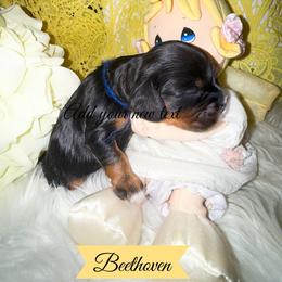 Beethoven - Black and tan male Cavalier King Charles Spaniel puppy in Broken Arrow, Oklahoma from Cavalier King Charles Heartland