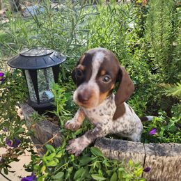 Dachshund Puppies from Bluegum Dachshunds