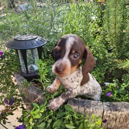 Dachshund Puppies from Bluegum Dachshunds