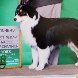 Kelly - Miniature American Shepherd