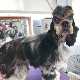 Drama - Cocker Spaniel