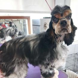 Drama - Cocker Spaniel