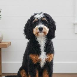 Margo - Bernedoodle