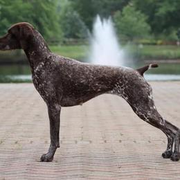 German Shorthaired Pointers from Twin Gabels GSPs