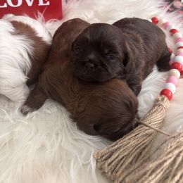 Shih Tzu Puppies from Riley Family Shih Tzus