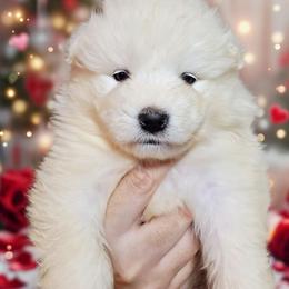 Purple - White female Samoyed puppy in San Antonio, Texas from Hill Country Samoyeds