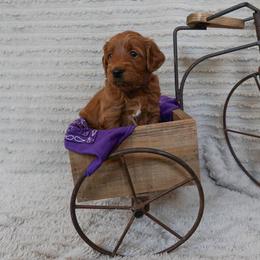 Violet- purple girl - Apricot female Goldendoodle puppy in Hagerstown, Maryland from Maryland Doodles