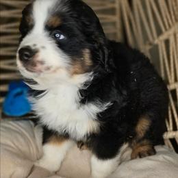 Oliver - Black tri male Miniature Australian Shepherd puppy in Lincoln, California from Elegant Aussies