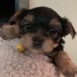Yorkshire Terrier Puppies from Buddha Babies Yorkshire Terriers