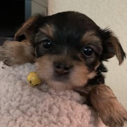 Yorkshire Terrier Puppies from Buddha Babies Yorkshire Terriers