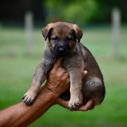 Orange - Sable female German Shepherd puppy in Cherryville, North Carolina from Masky Kennel