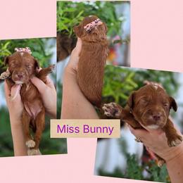 Miss Bunny - Red  female Goldendoodle puppy in Decatur, Tennessee from Diamond's Doodles